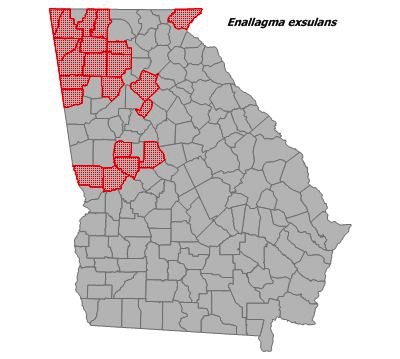 Enallagma exsulans
(Stream Bluet) Enallagma exsulans
(Stream Bluet)